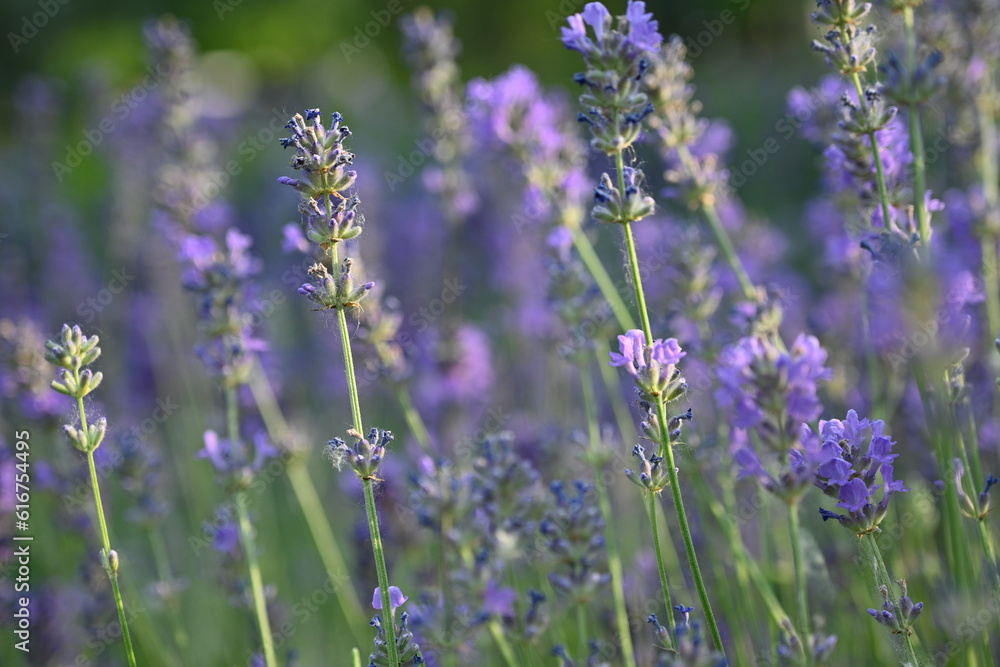 Obraz premium Lavender flower background with beautiful purple colors and bokeh lights. Blooming lavender in a field сlose up. Selective focus. The concept of sustainable development. nature conservation