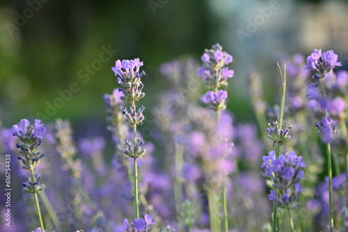 Lavender flower background with beautiful purple colors and bokeh lights. Blooming lavender in a field сlose up. Selective focus. The concept of sustainable development. nature conservation