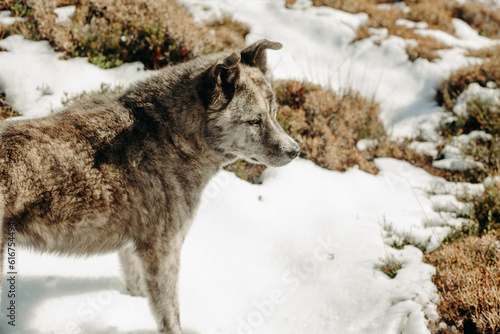 Dog in the snow