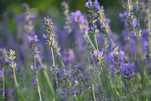 Lavender flower background with beautiful purple colors and bokeh lights. Blooming lavender in a field сlose up. Selective focus. The concept of sustainable development. nature conservation