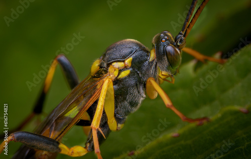 Macrophotography of an Ichneumon Wasp. Extremely close-up and details.