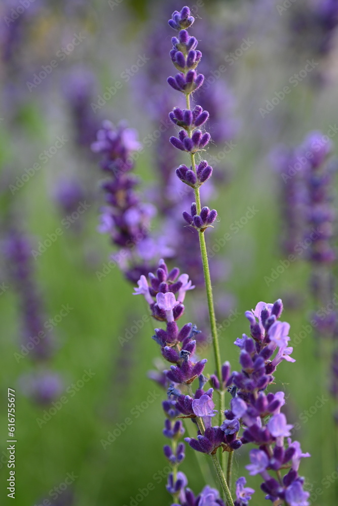 Lavender flowers close up, purple lavender field close up,
abstract soft floral background. Soft focus. The concept of flowering, spring, summer, holiday. Great image for cards, banners. Lavender flowers close up, purple lavender field close up,
abstract soft floral background. Soft focus. The concept of flowering, spring, summer, holiday. Great image for cards, banners.