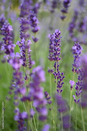 Lavender flowers close up, purple lavender field close up, abstract soft floral background. Soft focus. The concept of flowering, spring, summer, holiday. Great image for cards, banners.