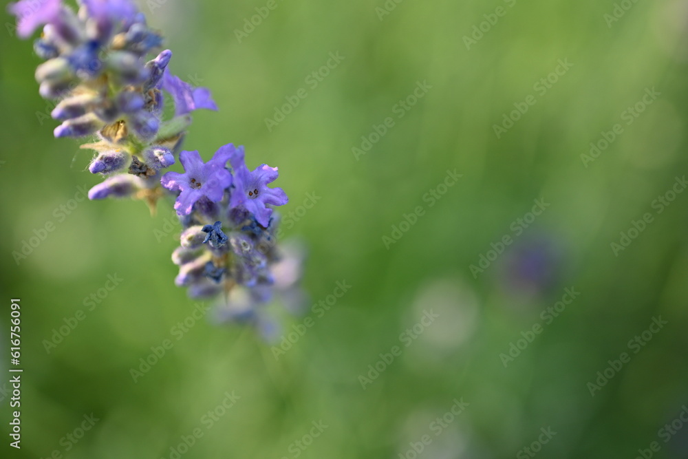 Lavender flowers close up, purple lavender field close up,
abstract soft floral background. Soft focus. The concept of flowering, spring, summer, holiday. Great image for cards, banners. Lavender flowers close up, purple lavender field close up,
abstract soft floral background. Soft focus. The concept of flowering, spring, summer, holiday. Great image for cards, banners.
