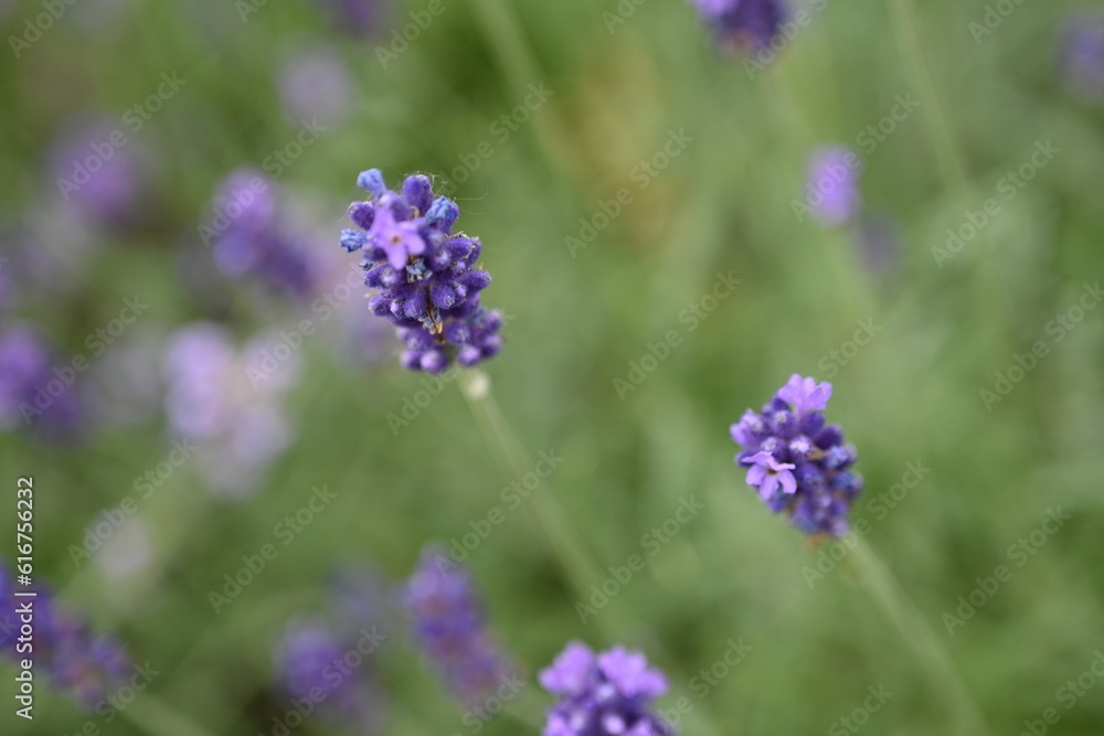 Lavender flowers close up, purple lavender field close up,
abstract soft floral background. Soft focus. The concept of flowering, spring, summer, holiday. Great image for cards, banners. Lavender flowers close up, purple lavender field close up,
abstract soft floral background. Soft focus. The concept of flowering, spring, summer, holiday. Great image for cards, banners.