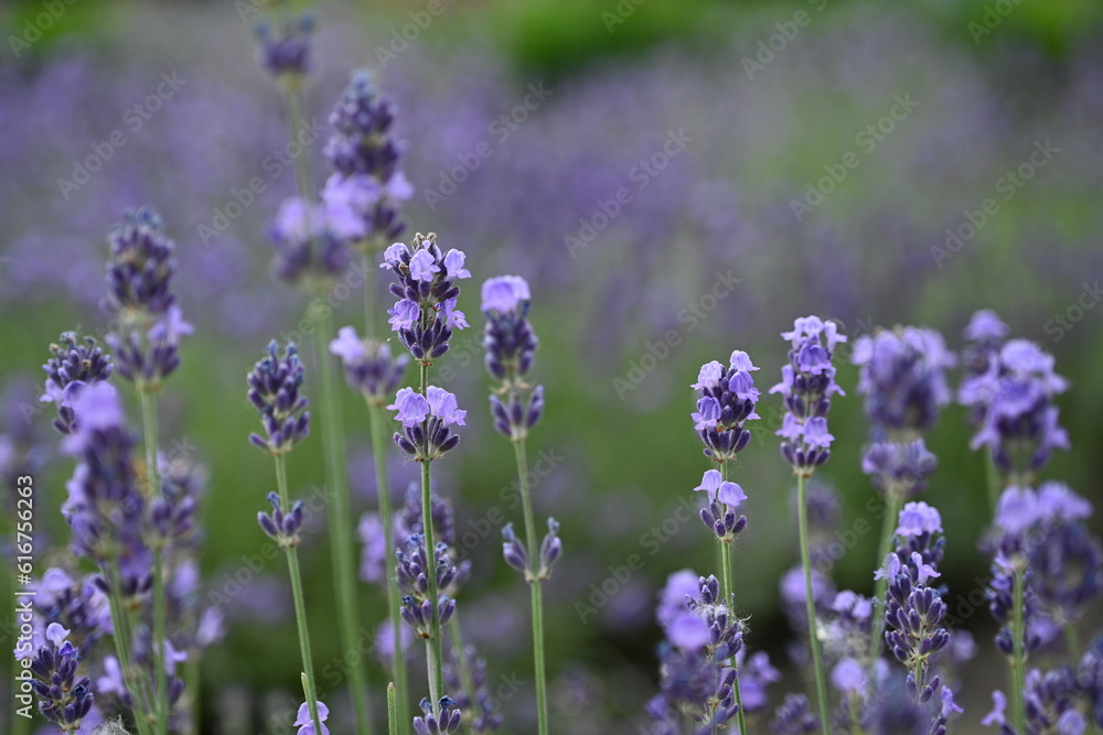 Obraz premium Lavender flowers close up, purple lavender field close up, abstract soft floral background. Soft focus. The concept of flowering, spring, summer, holiday. Great image for cards, banners.