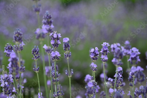 Lavender flowers close up, purple lavender field close up, abstract soft floral background. Soft focus. The concept of flowering, spring, summer, holiday. Great image for cards, banners.