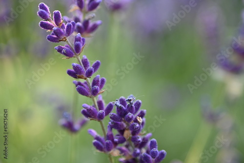 Lavender flowers close up  purple lavender field close up   abstract soft floral background. Soft focus. The concept of flowering  spring  summer  holiday. Great image for cards  banners.