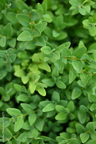 Wallpaper Mural sustainable development concept, Close-up of green persimmon leaves, natural background,  Torontodigital.ca