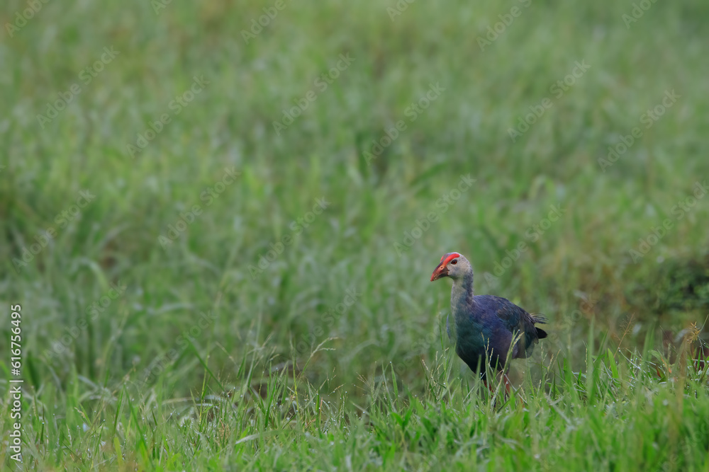Colorful Purple Swamphen with big foot and long fingers wolking and feeding on the seashore. Porphyrio porphyrio