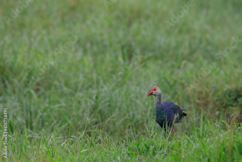 Schilderij op canvas Colorful Purple Swamphen with big foot and long fingers wolking and feeding on the seashore