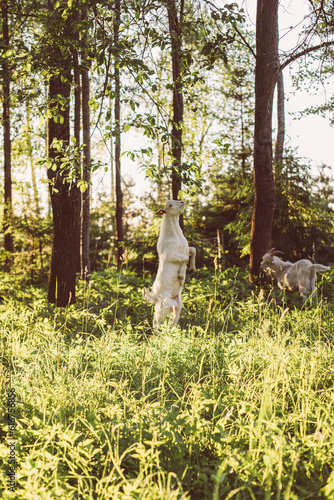 Eid -ul adha goat sheep qurbani animal White goat in goat farm meadow jumping on hind legs in long green grass in summer sunset light. photo