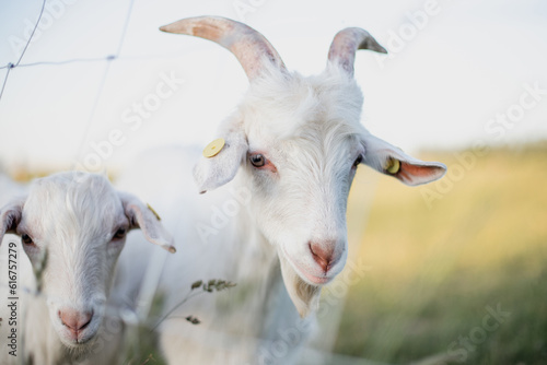 Close-up portrait of a white antlered goat looking directly into the camera in the warm evening light of a summer sunset.