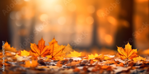 autumn leaves in the forest  Beautiful autumn leaves outdoors on sunny day  space for text. Bokeh effect background 