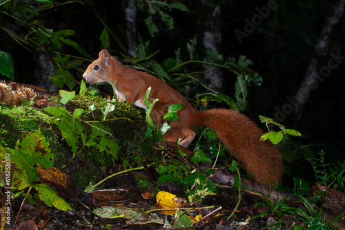 Squirrel (Sciurus vulgaris) Scoiattolo © Fotovideonaturaalpi