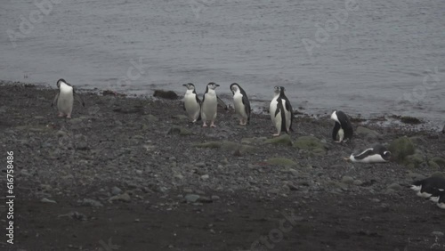 Chinstrap Penguins on Barrientos Island south Shetland islands Antarctica photo