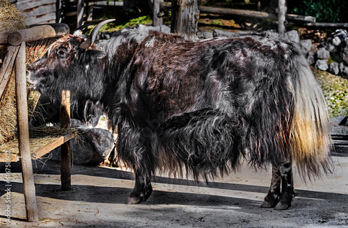 Black and white domestic yak eats hay. Latin name - Bos grunniens and Bos mutus	 photo