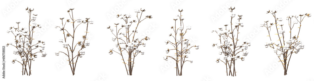 Set of dry cotton flowers with isolated on transparent background. PNG file, 3D rendering illustration, Clip art and cut out