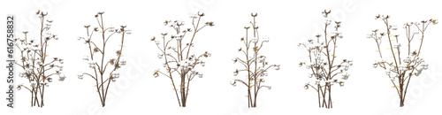 Set of dry cotton flowers with isolated on transparent background. PNG file, 3D rendering illustration, Clip art and cut out