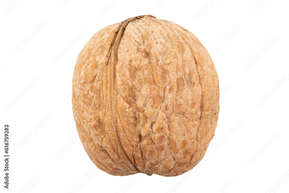 Walnut in shell. Isolated on white background. Walnut in shell. Isolated on white background.