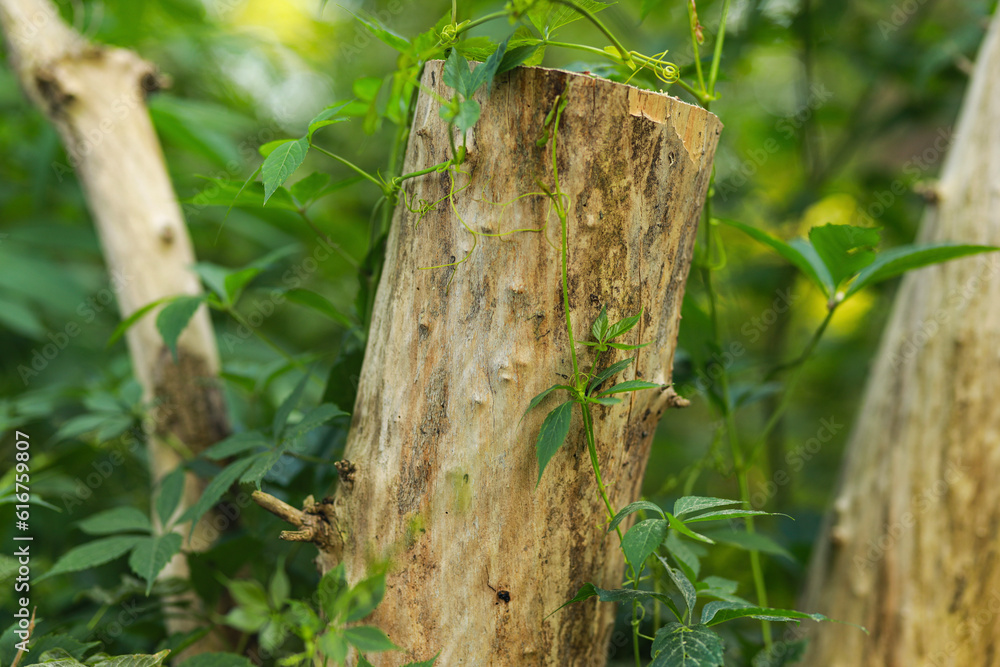 trunk of a tree trunk of a tree