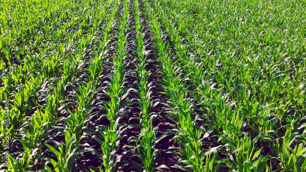 Lifting up from the young corn Lifting up from the young corn