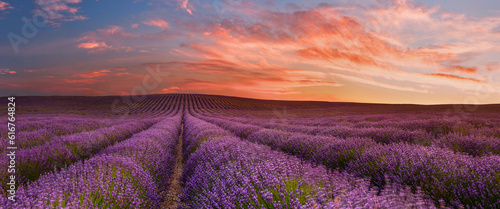 Lavender field in morning Provence, France
