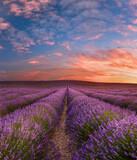 Lavender field in morning Provence, France