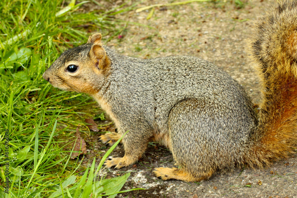 Cupcake Brown Squirrel 02 Cupcake Brown Squirrel 02