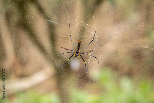 A giant poisonous spider on a cobweb © kevin