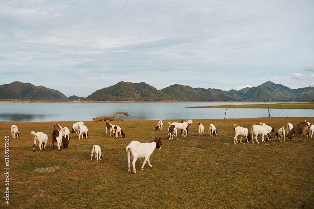 Obraz premium Little goats on the meadow.