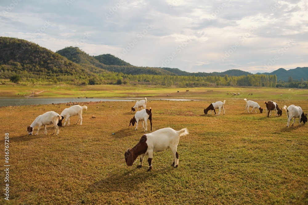 Little goats on the meadow.