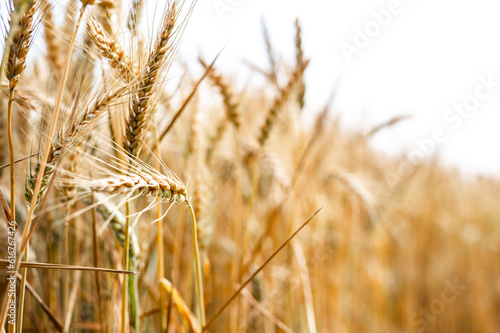 golden wheat field in summer agricultural landscape of a wheat field. Grain before harvest 