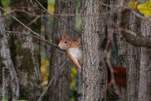 Squirrel (Sciurus vulgaris) Scoiattolo © Fotovideonaturaalpi