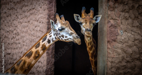 Photography giraffe in zoo