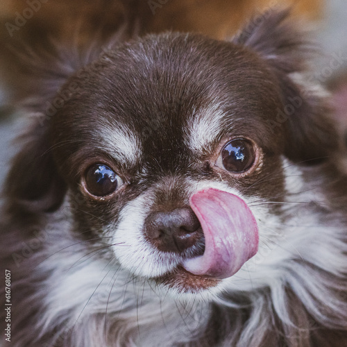 Fototapeta Naklejka Na Ścianę i Meble -  chihuahua dog with tongue, funny puppy photo