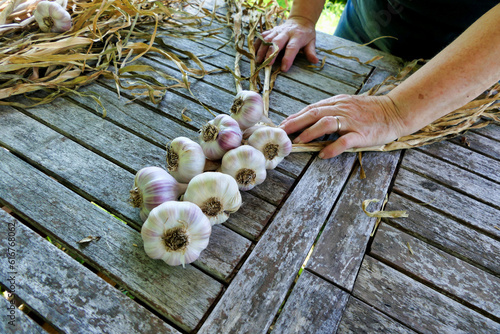 Home grown garlic being plaited after drying in the sun
 photo