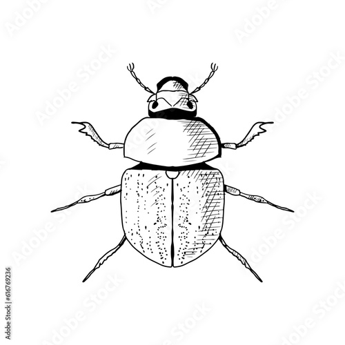 Illustration of a scarab beetle. Vector sketch. Isolated on white. Hand-drawn style.