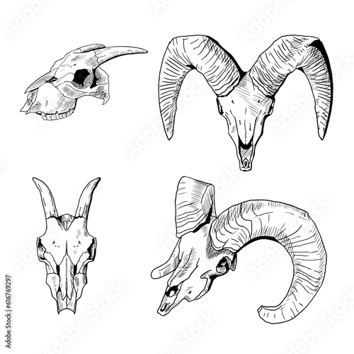 Illustration of goat and ram skulls. Vector sketches. Isolated objects on a white background.