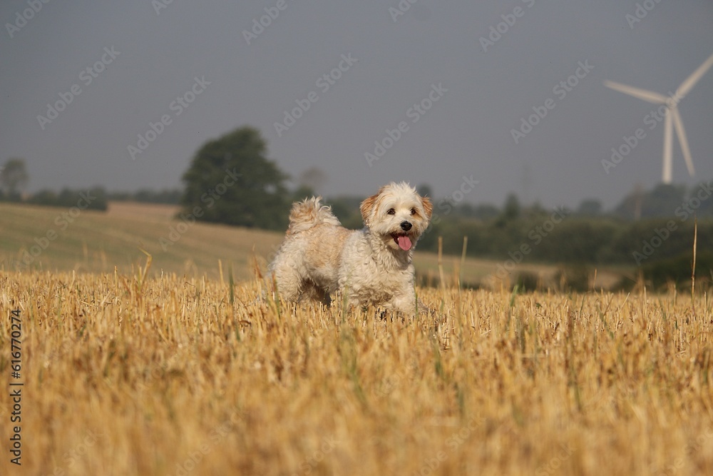 funny small brown and white havanese dog is running on a stubble field early in the morning funny small brown and white havanese dog is running on a stubble field early in the morning
