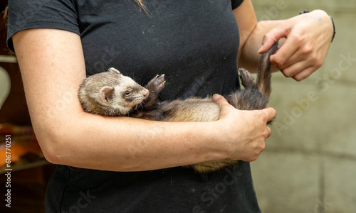 furet putoisé dans les bras de son soigneur dans un parc zoologique