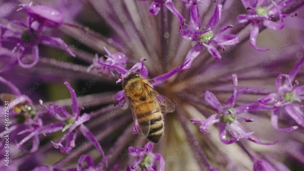 Unveil the hidden treasures of a garden in full bloom as bees, draped in golden hues, embark on their mission to collect nectar from rapeseed blossoms. Unveil the hidden treasures of a garden in full bloom as bees, draped in golden hues, embark on their mission to collect nectar from rapeseed blossoms.