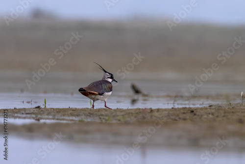 Northern lapwing or Vanellus vanellus observed in Gajoldaba in West Bengal,India photo