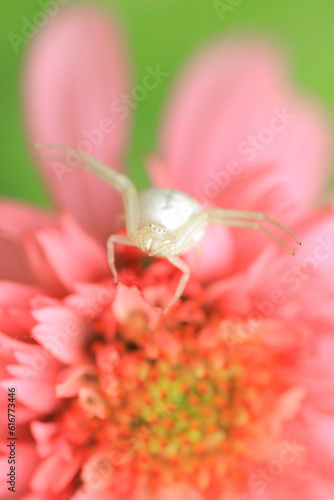 White spider on flower