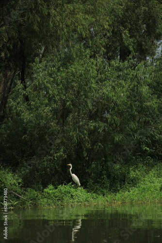 Egret