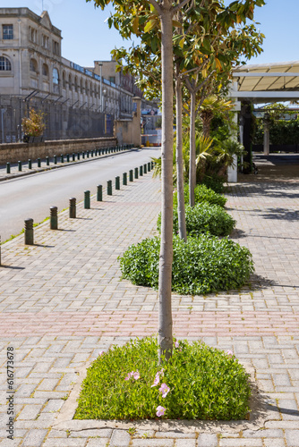 Fototapeta Naklejka Na Ścianę i Meble -  Tree mirrors with blooming plants greening the city in the center of Thessaloniki in Central Macedonia in Greece