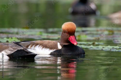 Red-crested pochard or Netta rufina observed in Gajoldaba in West Bengal, India photo