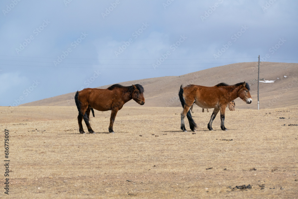 Fototapeta premium horses in the field