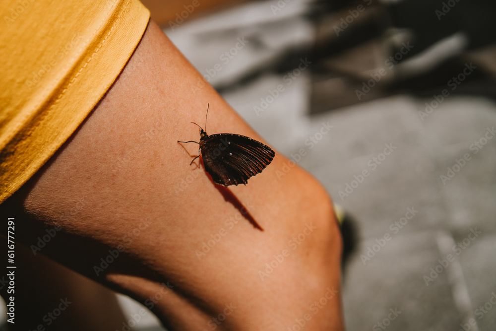 Obraz premium Close up shot of butterfly sitting on woman leg. Summer butterfly touch, nature insect and human interaction