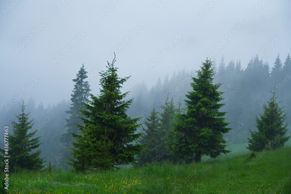 Fototapeta premium forest in the mountains, Grind 1 Refuge, Piatra Craiului Mountains, Romania